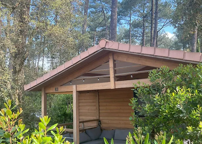 Superbe Sous Les Pins *